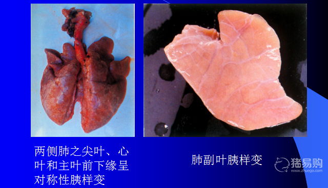 呼吸道疾病防治图谱