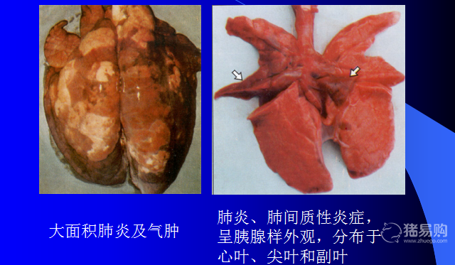 呼吸道疾病防治图谱