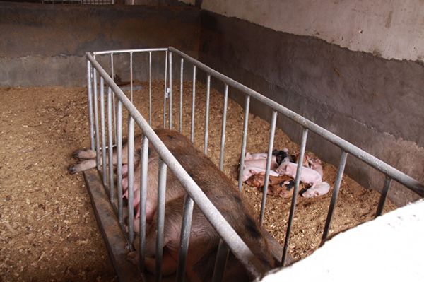 农家母猪舍的冬季保暖实用方法