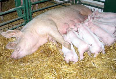 如何提高母猪冬季产仔猪的成活率？