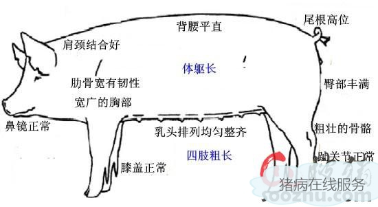 【技术资讯】后备母猪的饲养管理（一）