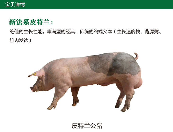 买种猪，皮特兰种猪，种公猪