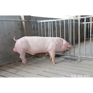 山东生猪价格承压回落，专家预计12月后猪价或上涨