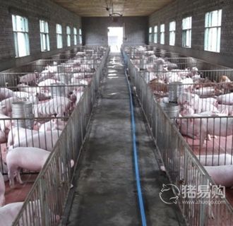 养猪业未来发展，散户该如何谋生？