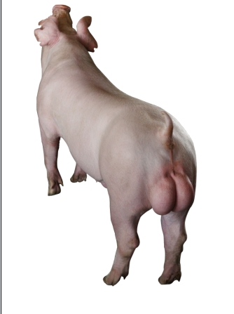 天心新美系长白公猪