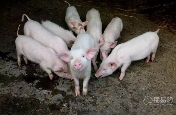 外购仔猪要怎么养？防应激、饲养管理、净化防疫！